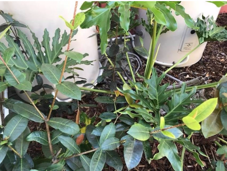 Camuflaje nivel EXPERTO: Por más que mires y mires, te costará encontrar a la serpiente en esta foto