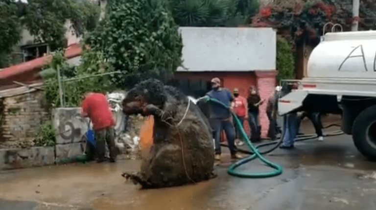 Encuentran rata gigante en alcantarillas de la CDMX
