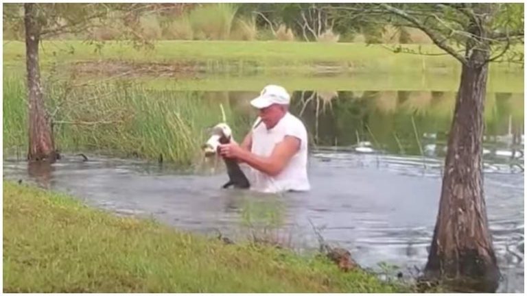 Hombre salva a su perrito de ser devorado por un cocodrilo