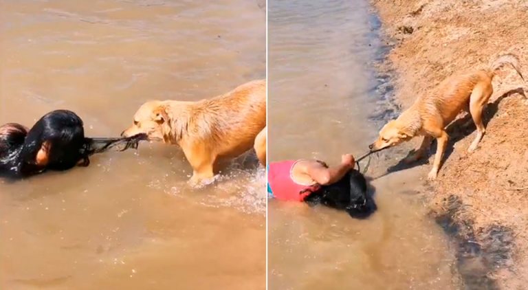 Video: Perrito cree que su dueña se ahoga y la jala del cabello para rescatarla