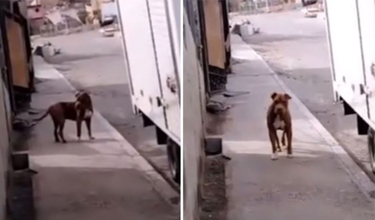 Luego de 3 años, familia se reencuentra con su perrito extraviado. (VIDEO)