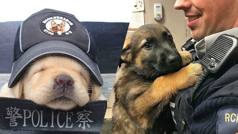 Futuros perros policías que querían ser rudos y resultaron siendo muy adorables