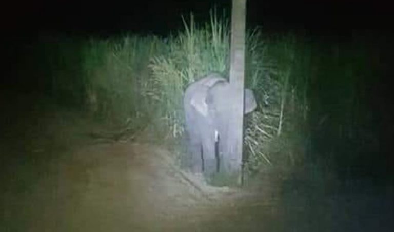 Video: Elefante bebé intenta ocultarse detrás de un poste luego de ‘robar’ comida