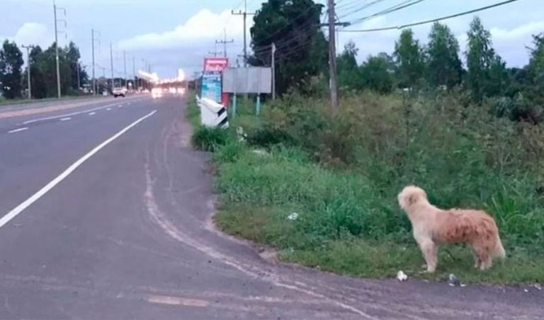 Perrito se perdió hace 4 años y esperó a su dueño en el mismo lugar hasta que se reencontraron