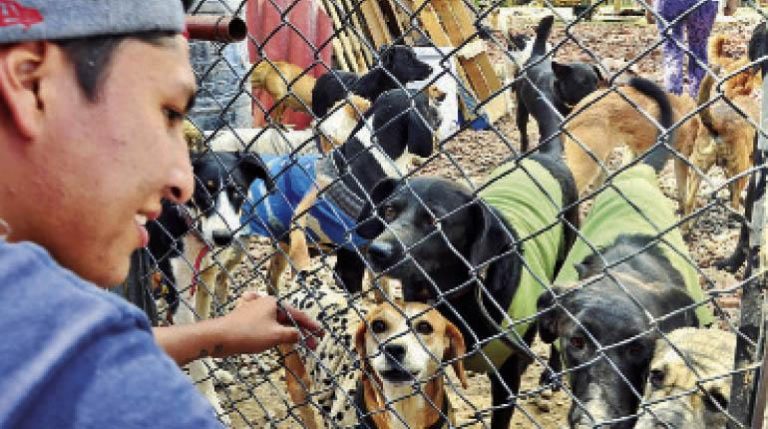 Albergue busca voluntarios para dar amor a perritos rescatados