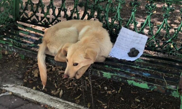 Niño abandona a su perrito en la Ciudad de México y deja una nota: “En mi casa lo maltratan”