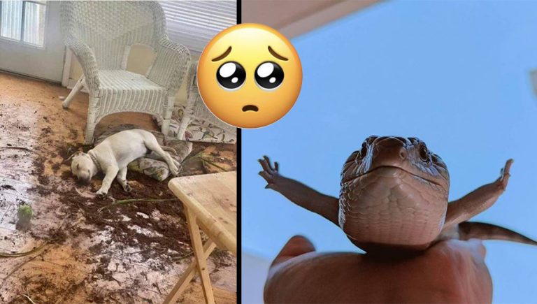 13 animalitos tiernos que llegaron para alegrar tu día