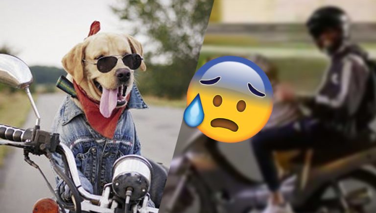 VIDEO De Colombia para el mundo: Graban a perrito conduciendo una moto