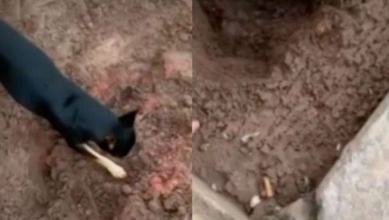 VIDEO: Perrito delata a su dueño narcotraficante