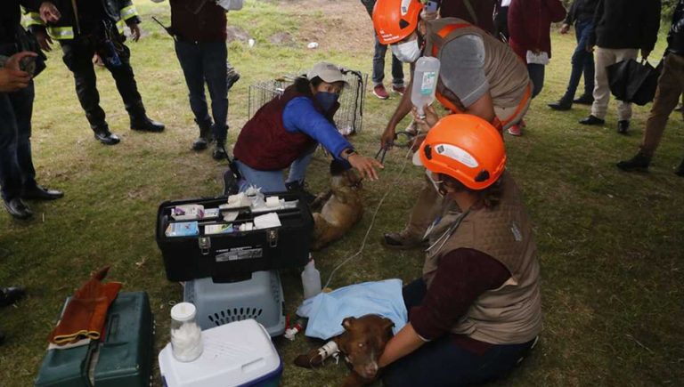 VIDEO: Así fue el rescate de los ‘lomitos’ que cayeron al socavón en Puebla