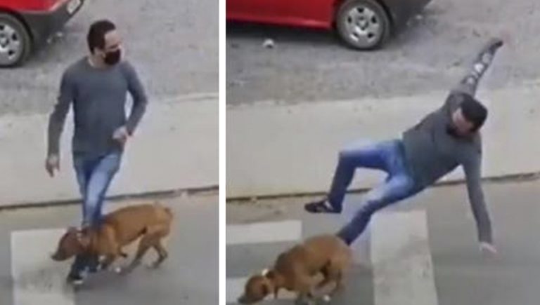 VIDEO: La verdadera historia del perrito que “atropelló” a un hombre y le causó graves lesiones