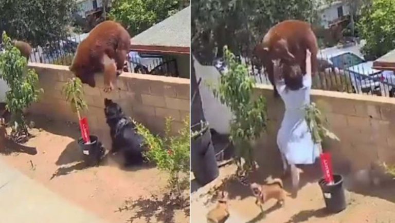 VIDEO: Mujer enfrenta a una osa para defender a sus perritos