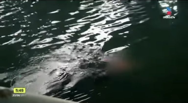 VIDEO: Cocodrilo mata a mujer que lavaba ropa en laguna de Tampico