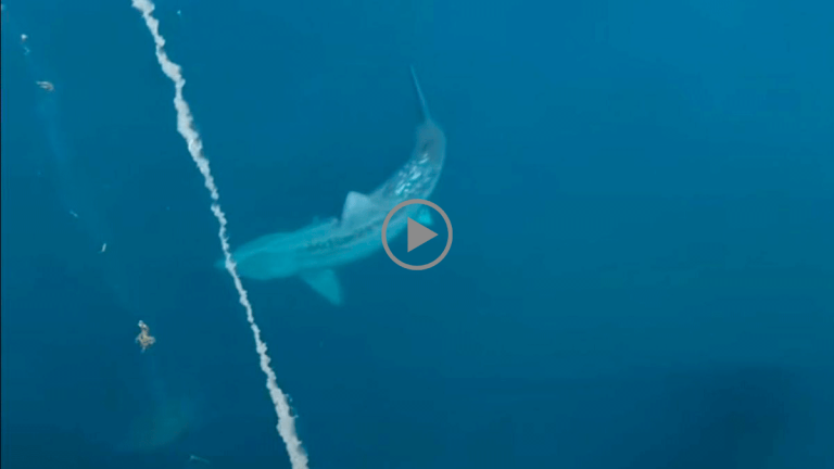 VIDEO: Pasajeros de un crucero captan a tiburón gigante y enloquecen de miedo