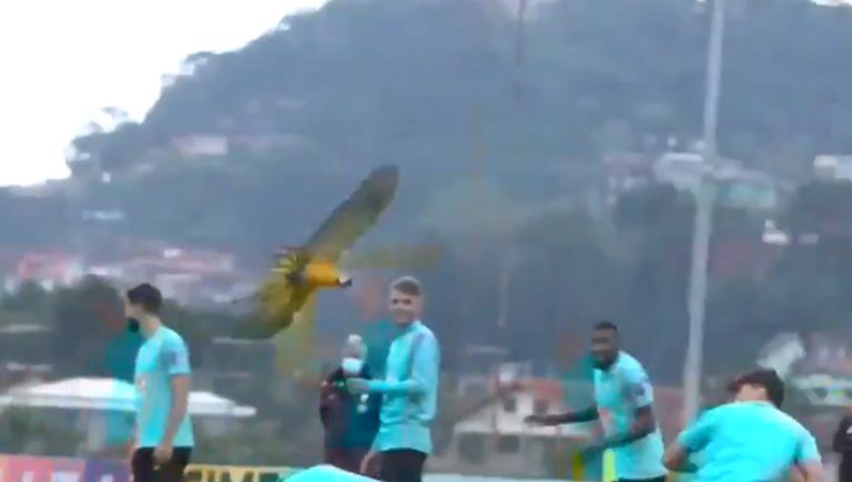 Video: Guacamaya se infiltra en el entrenamiento de la selección brasileña y ataca a jugadores