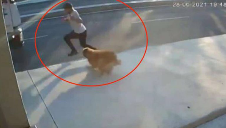 VIDEO: Perro asusta a peatón y provoca que camión lo atropelle