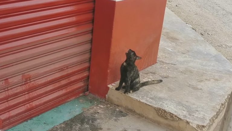 VIDEO: Gatito no para de maullarle a “Don Beto” para que le abra, no sabe la triste realidad