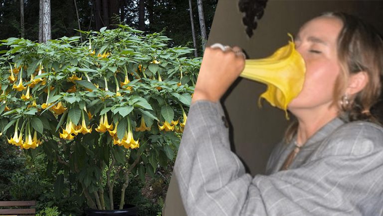 VIDEO: Tiktoker se intoxica al oler una bella flor que encontró en la calle